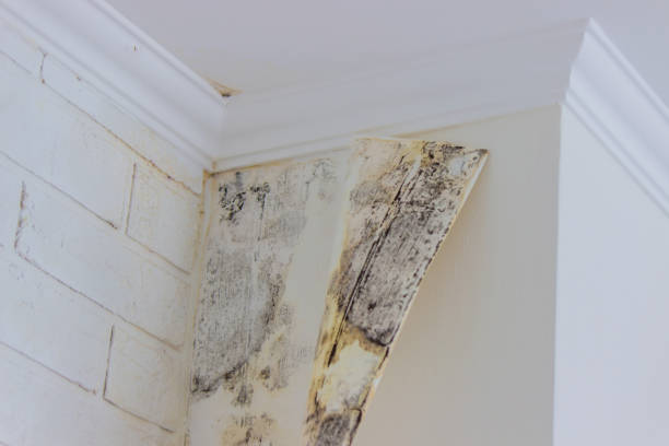 Best Mold Damage Restoration  in Coldspring, TX